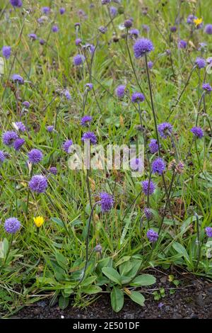 Gewöhnlicher Teufelsabbiss, Abbiss, Teufelwurz, Teufelsbiss, Sumpf-Skabiose, Succisa pratensis, Scabiosa succisa, Devil's-Bit, Devil's-Bit Scabious, L Stockfoto