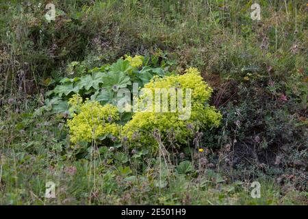 Weicher Frauenmantel, Großblättriger Frauenmantel, Frauenmantel, Alchemilla mollis, Alchemilla acutiloba var. mollis, Gartendame, Frauenmann Stockfoto