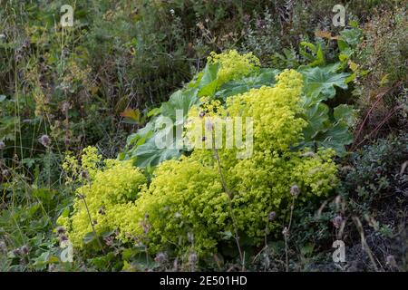 Weicher Frauenmantel, Großblättriger Frauenmantel, Frauenmantel, Alchemilla mollis, Alchemilla acutiloba var. mollis, Gartendame, Frauenmann Stockfoto