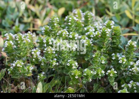 Nordischer Augentrost, skandinavischer Augentrost, Augentrost, Euphrasia frigida, Northern eyebell, eyebell, Island, Island Stockfoto