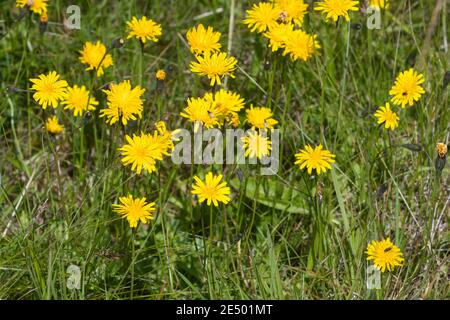 Herbst-Löwenzahn, Herbstlöwenzahn, Herbst-Schuppenlöwenzahn, Scorzoneroides autumnalis, Leontodon autumnalis, herbstliche Falkbit, Fall Löwenzahn, le liond Stockfoto