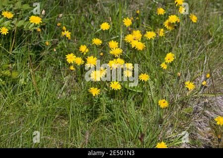 Herbst-Löwenzahn, Herbstlöwenzahn, Herbst-Schuppenlöwenzahn, Scorzoneroides autumnalis, Leontodon autumnalis, herbstliche Falkbit, Fall Löwenzahn, le liond Stockfoto