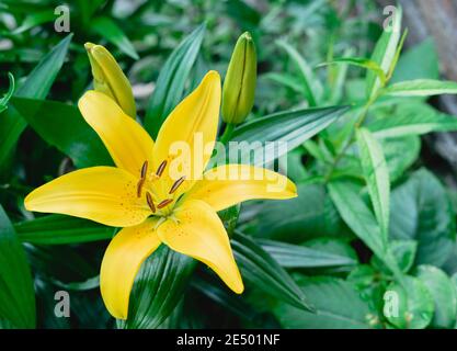 Gelbe Lilienblume Nahaufnahme. Flora und Natur. Stockfoto