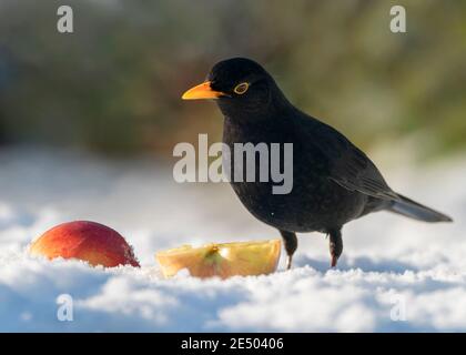 Ein männlicher Amsel (Turdus merula), der sich mit Äpfeln ernährt, Warwickshire Stockfoto