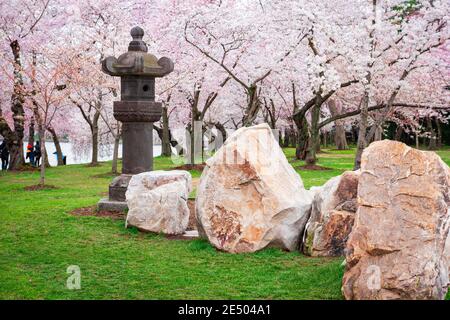 Die japanische Laterne im West Potomac Park rund um das Tidal Basin in Washington DC. Stockfoto