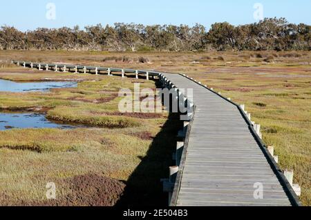 Gehweg / Boardwalk im West Coast National Park, der 120 km (75 mi) nördlich von Kapstadt in der Westkap Provinz von Südafrika liegt. Stockfoto