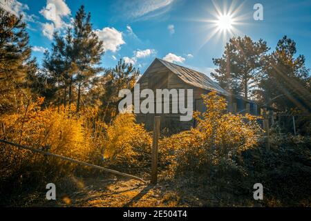 Verlassene Scheune in einem überwucherten Feld mit goldener Rute von der späten Nachmittagssonne im frühen Herbst hinterleuchtet gefüllt. Stockfoto