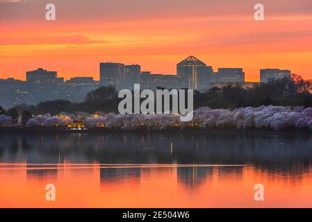 Blick auf Rosslyn, Arlington, Virginia, USA vom Gezeitenbecken in Washington DC in der Dämmerung während der Frühjahrssaison. Stockfoto