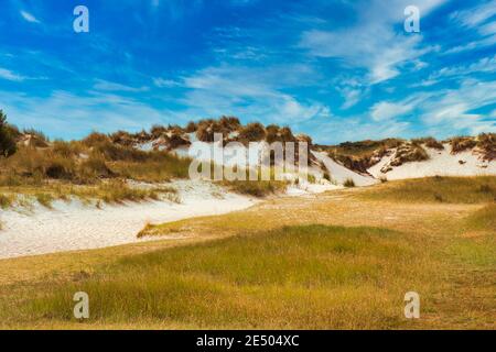 Texel Insel - Pflanzen an der Düne mit blauem Himmel Und Wolken Stockfoto