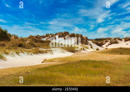 Texel Insel - Pflanzen an der Düne mit blauem Himmel Und Wolken Stockfoto