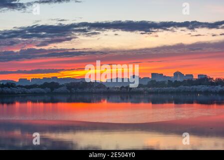 Blick auf Rosslyn, Arlington, Virginia, USA vom Gezeitenbecken in Washington DC in der Dämmerung während der Frühjahrssaison. Stockfoto