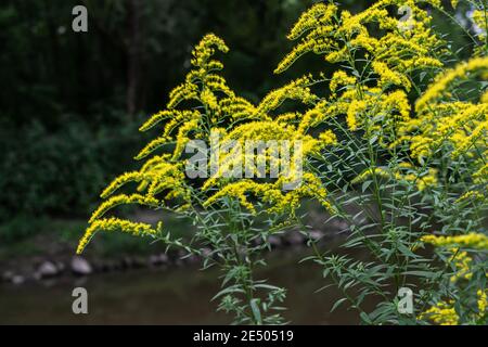 Die wilden Blüten von Solidago canadensis oder später Goldrute. Selektiver Fokus. State Blume der US-Bundesstaaten Kentucky und Nebraska Stockfoto