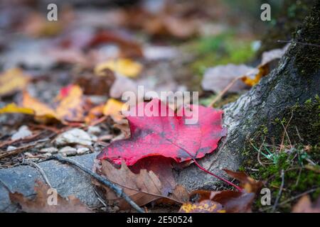 Naturhintergrund eines einzelnen roten Ahornblatts (acer rubrum), das auf einer Baumwurzel auf dem Waldboden liegt - aufgenommen mit flachem Fokus. Stockfoto