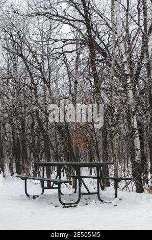 Picknicktisch im Schnee im Assiniboine Forest in Winnipeg, Manitoba, Kanada Stockfoto