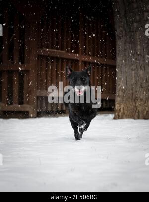 Hund läuft durch einen verschneiten Garten. Stockfoto