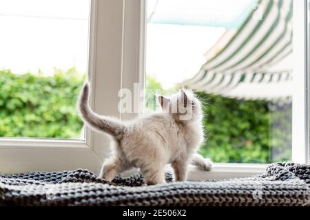 Kätzchen im Fenster. Kleine verspielte flauschige weiße Kätzchen auf Fensterbank im Inneren des Hauses schaut durch das Fenster. Hauskatze spielt einsam im Haus Stockfoto