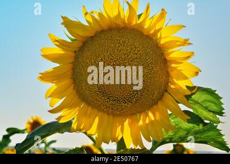 Sonnenblume bei Sonnenaufgang. Wunderschöne Naturlandschaft Stockfoto