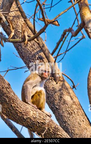 Rhesus Macaque, Macaca Mulatta, Royal Bardia National Park, Bardiya National Park, Nepal, Asien Stockfoto