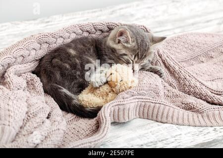 Baby Katze schläft auf gemütliche Decke umarmt ein Spielzeug. Flauschiges tabby Kätzchen schluchzend bequem mit Teddybär auf gestricktem rosa Bett. Speicherplatz kopieren. Stockfoto