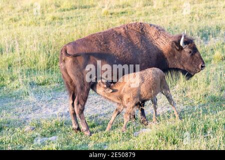 Bison mit jungen Leuten, Hayden Valley, Yellowstone National Park, USA Stockfoto