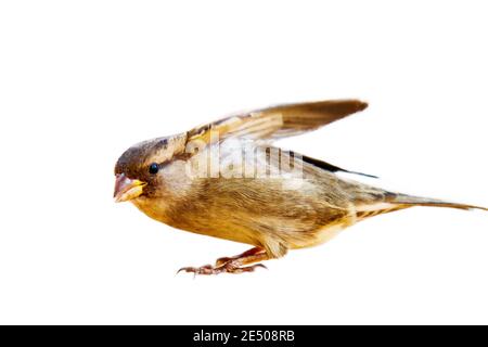 Porträt von Sparrow in Nahaufnahme, isoliert auf weißem Hintergrund. House Sparrow lebt seit dreitausend Jahren neben Menschen und lebt von anderen Stockfoto