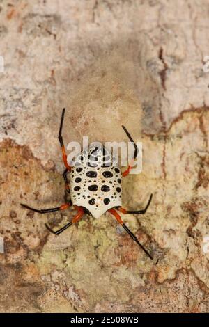 Nicht identifizierte Spinne Weibchen mit Eiersack. Stockfoto