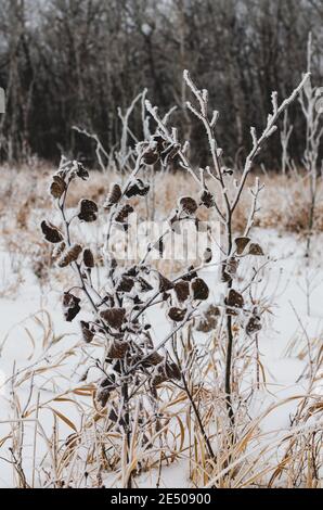 Rauhbedeckte Blätter auf einem Baum im Assiniboine Forest an einem kalten nebligen Morgen in Winnipeg, Manitoba, Kanada Stockfoto