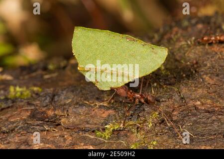 Nicht identifizierte Blattkutter-Ameise, Formicidae. Stockfoto