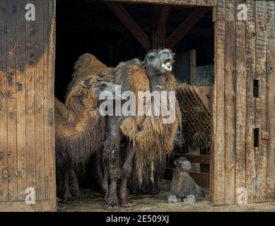 Familie von Baktrian Kamel, Camelus bactrianus. Sie ist in den Steppen Zentralasiens beheimatet Stockfoto