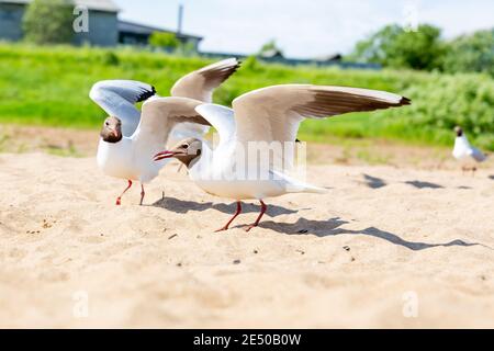 Schwarzkopfmöwe, Flussmöwe, Chroicocephalus ridibundus. Eine Gruppe von Vögeln am Strand. Flussküste. Stockfoto