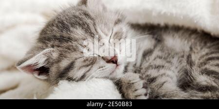 Niedliche tabby Kätzchen schlafen auf weißen weichen Decke. Katzen ruhen sich auf dem Bett aus. Komfortable Haustiere schlafen im gemütlichen Zuhause. Lange Webbanner Nahaufnahme. Stockfoto
