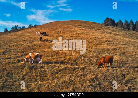 Die Herde der Kühe weidet auf dem Weidehang, der wunderschönen Landschaft der Region Zlatibor im Südwesten Serbiens. Stockfoto