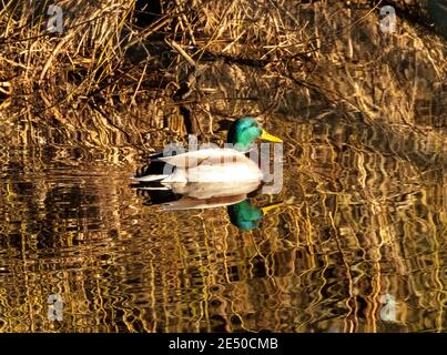 Mallard Duck drake (Anas platyrhynchos) am Fluss Almond, West Lothian, Schottland, Großbritannien. Stockfoto