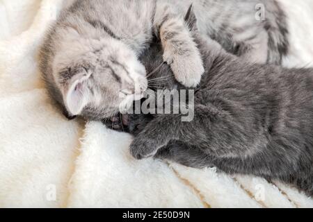Zwei niedliche tabby Kätzchen küssen schlafen auf weißen weichen Decke in Yin Yang-Form. Katzen ruhen auf dem Bett. Schwarze und weiße Kätzchen haben einen Kuss. Katzenliebe Stockfoto