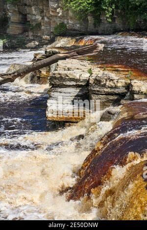 Ein landschaftlich schöner Blick auf die kaskadierenden Wasserfälle des Flusses Swale in Richmond, North Yorkshire, England, UK mit einem Baumstamm auf den Wasserfällen Stockfoto