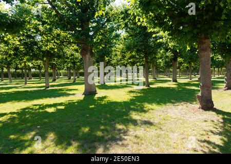 Panoramablick auf den berühmten Herrenhauser Barockgarten in Hannover Germeny Stockfoto