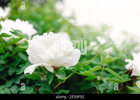 Schöne weiße Pfingstrose Blume auf Busch im Garten im Frühjahr. Eine schöne BaumPfingstrose während der Blüte. Garten im Garten Paeonia suffruticosa Stockfoto