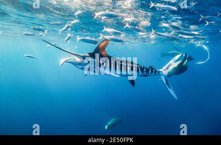 Gestreifter Marlin, Kajikia audax, nahe bedroht, Fütterung von Sardinen, Baja California, Mexiko, Pazifischer Ozean Stockfoto