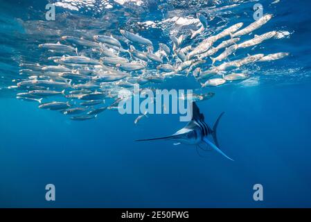 Gestreifter Marlin, Kajikia audax, nahe bedroht, Fütterung von Sardinen, Baja California, Mexiko, Pazifischer Ozean Stockfoto