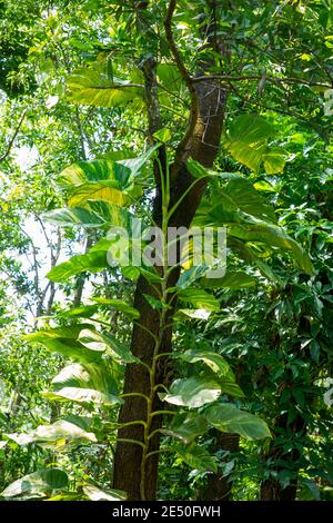 Eipremnum aureum. Ceylon Creeper / Devils Efeu Pflanze Blätter oder riesige Geldpflanze wachsen auf einem Baum in Sylhet, Bangladesch Stockfoto