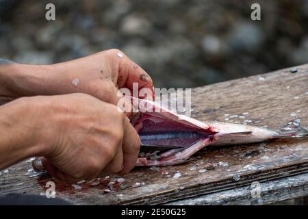 Holzschneidebrett voll mit Fischschuppen und Fischfilet Vorbereitungen Schneiden Kopf von Fisch mit traditionellen indigenen gleichen Messer nach Angelausflug. Stockfoto