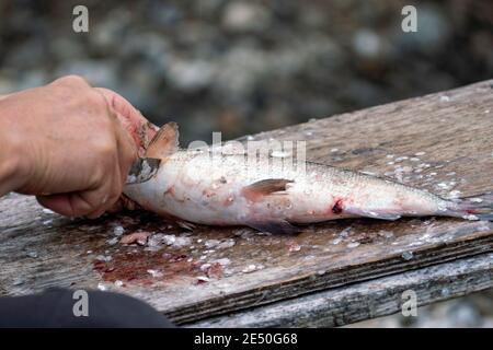 Holzschneidebrett voll mit Fischschuppen und Fischfilet Vorbereitungen Schneiden Kopf von Fisch mit traditionellen indigenen gleichen Messer nach Angelausflug. Stockfoto