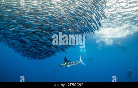 Gestreifter Marlin, Kajikia audax, in der Nähe bedroht, Fütterung auf einem großen Makrelenköderball, Baja California, Mexiko, Pazifischer Ozean Stockfoto