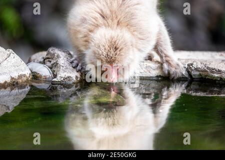 Nahaufnahme eines japanischen Makaken, der aus einem Teich trinkt Und auf dem Wasser vor dem Bokeh-Hintergrund reflektieren Stockfoto