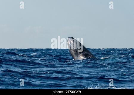 Blauwal Kalb, Balaenoptera musculus, bedrohte Arten, Breaching, Atlantik, die Azoren. Stockfoto