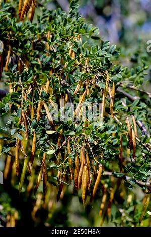 Früchte des gemeinen Pfirsichs im Sommer, sibirischer Pfirsichstrauch, Caragana arborescens, Bayern, Deutschland Stockfoto