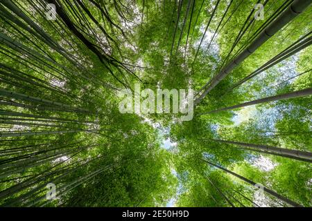 Die Krone der Bäume im Bambushain Arashiyama Von unten gesehen Stockfoto