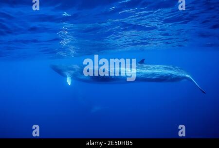 Finnwal, Balaenoptera physalus, gefährdete Arten, Pico Island, Azoren, Portugal, Atlantischer Ozean Stockfoto