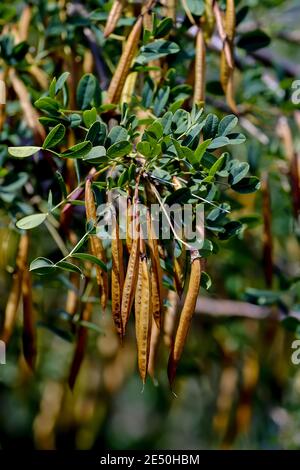 Früchte des gemeinen Pfirsichs im Sommer, sibirischer Pfirsichstrauch, Caragana arborescens, Bayern, Deutschland Stockfoto