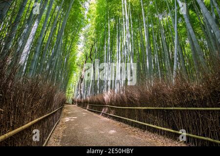 Weitwinkelansicht des japanischen Arashiyama Bambushains Stockfoto